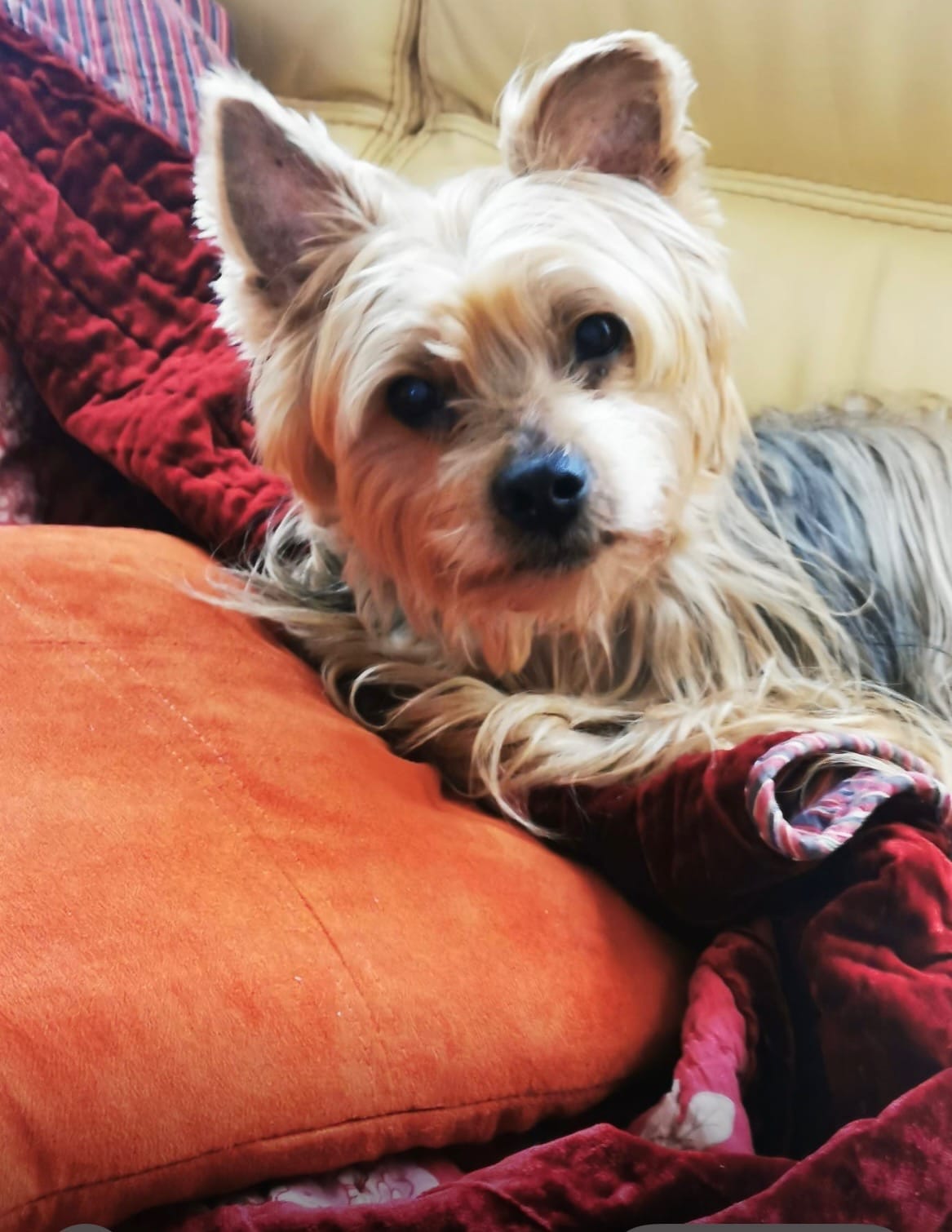 Portraits d'animaux personnalisés