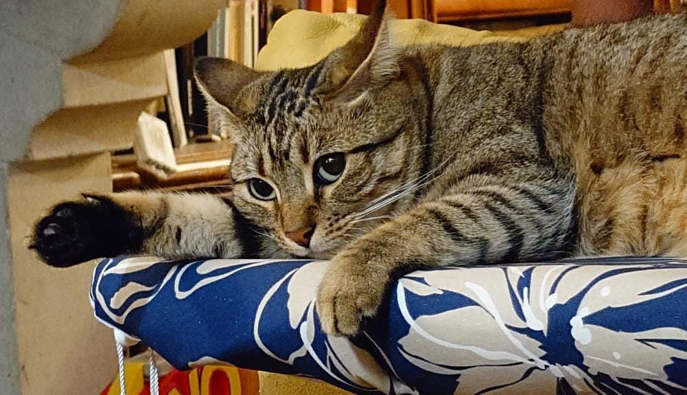 Portraits d'animaux personnalisés