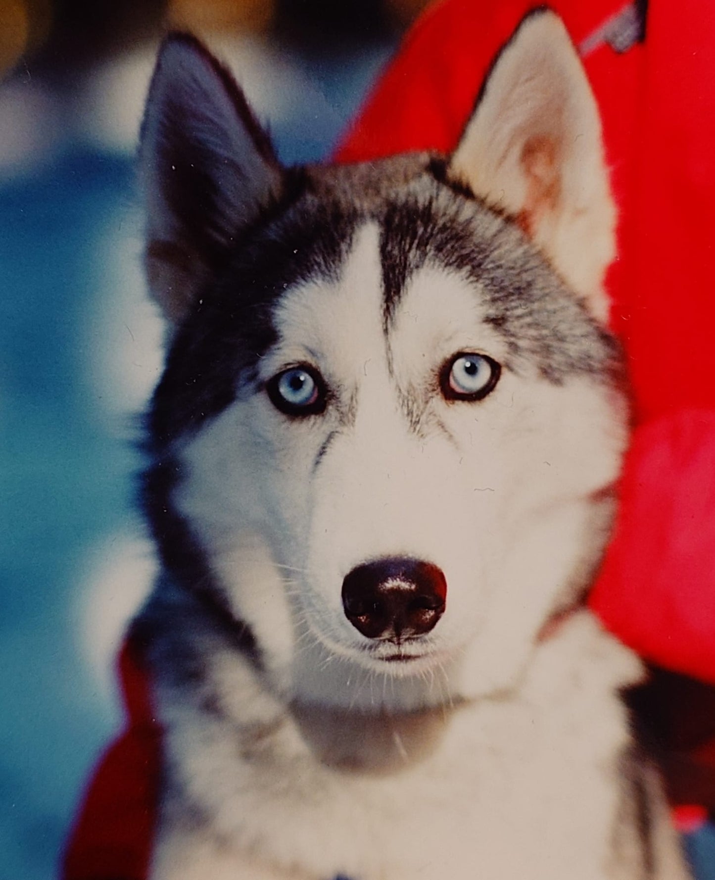 Portraits d'animaux personnalisés