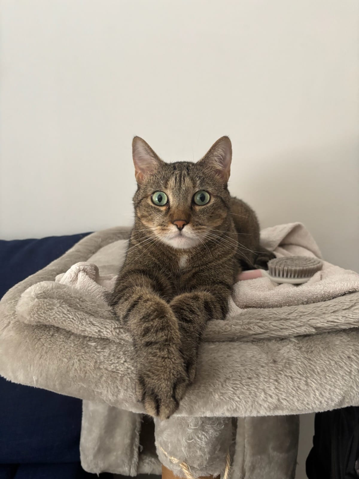 Portraits d'animaux personnalisés