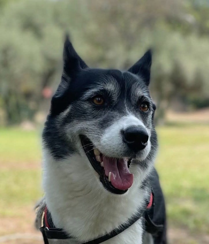 Portraits d'animaux personnalisés