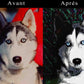 Portraits d'animaux personnalisés
