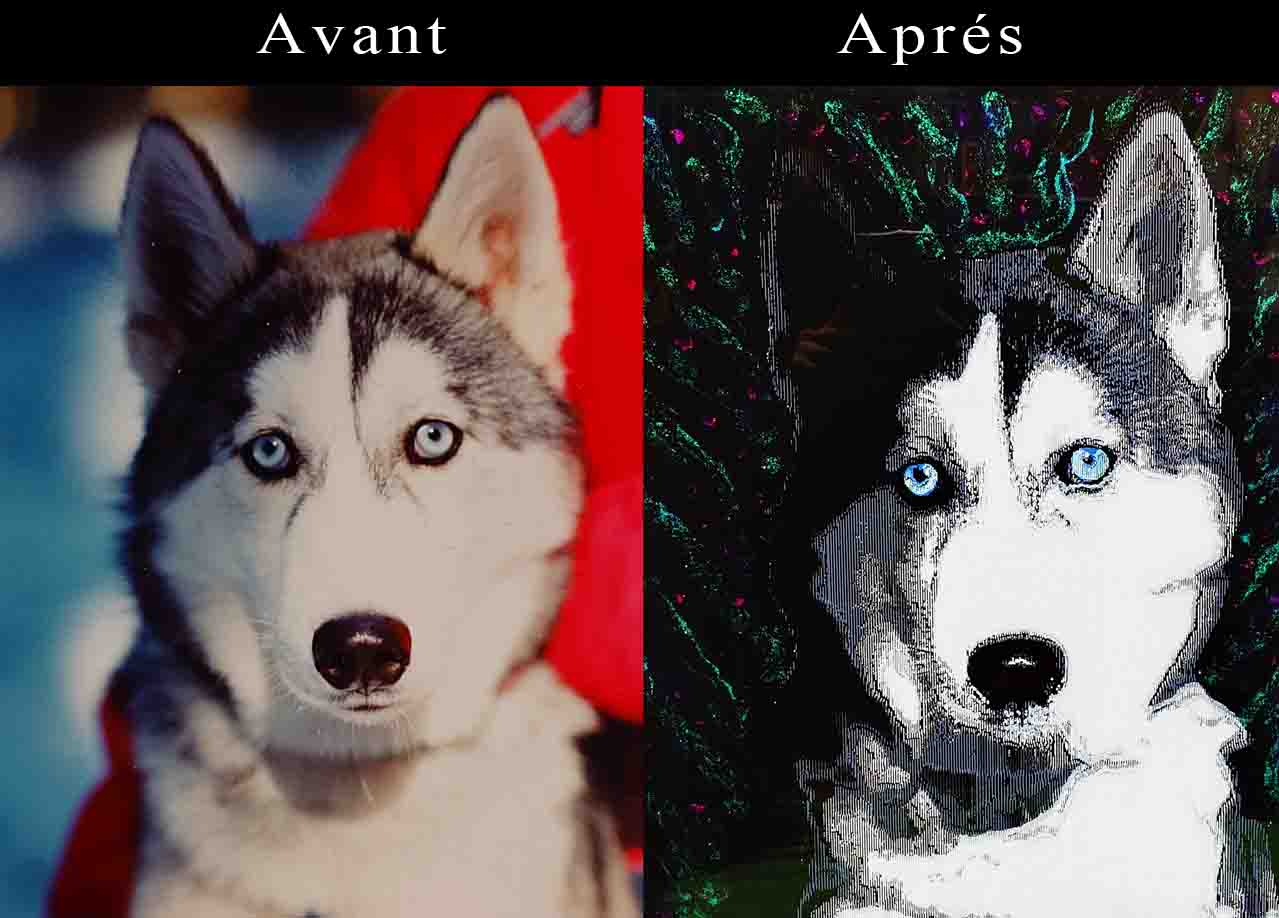Portraits d'animaux personnalisés
