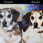 Portraits d'animaux personnalisés