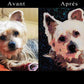 Portraits d'animaux personnalisés